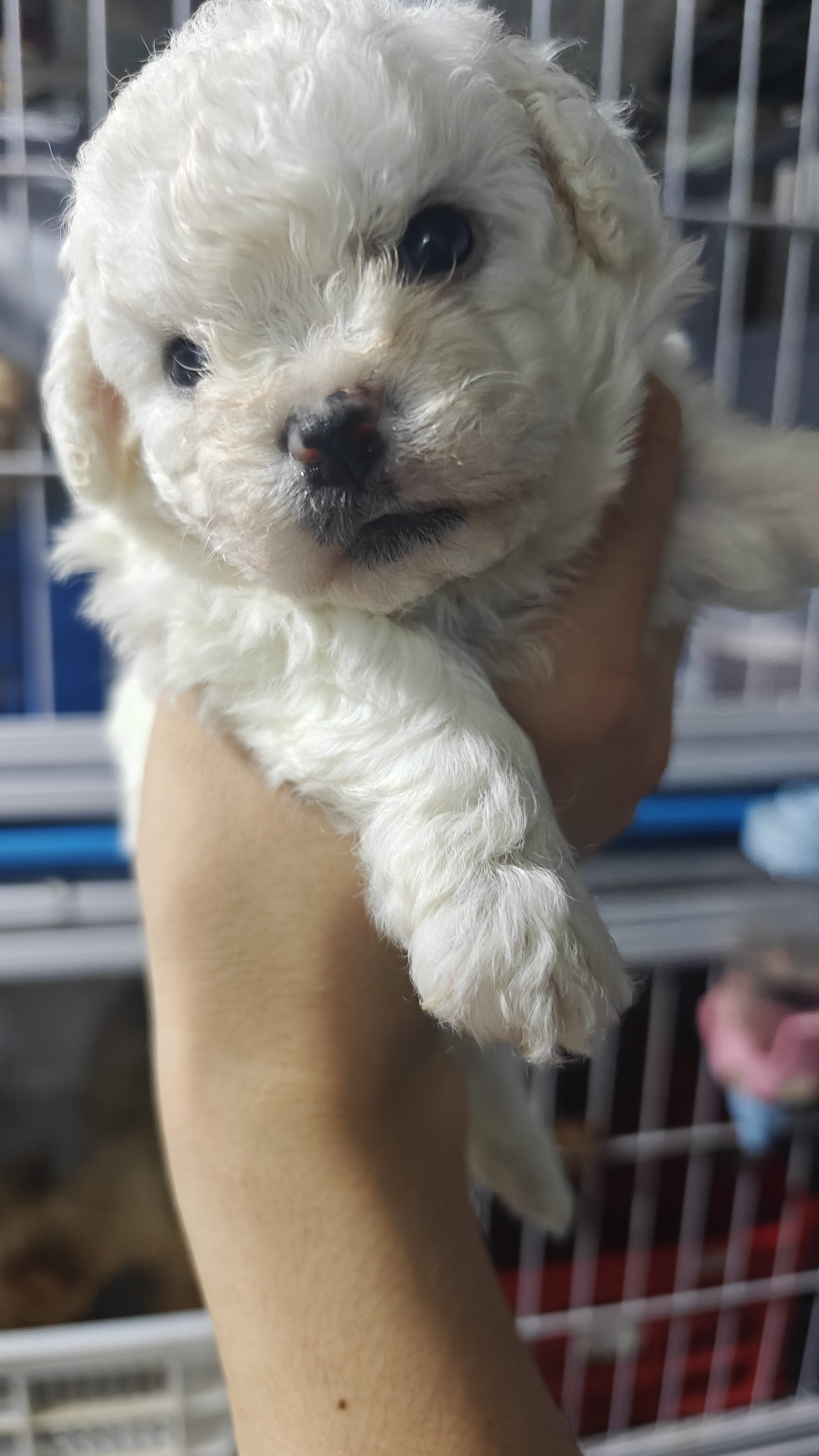 比熊出生就伴有胎毛，父母都带血统